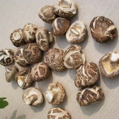 湖北随州特产香菇干货椴木小花菇产地直批500克农家花菇冬菇干货图4