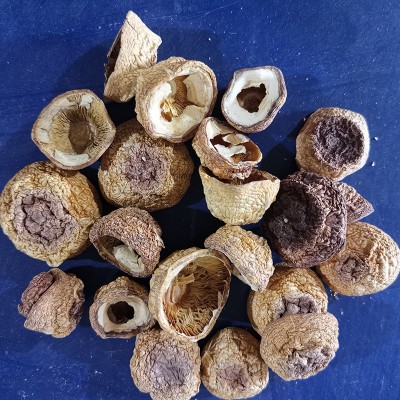 云南特产 人工姬松茸菇帽干货 巴西菇菇冒 批发松茸菌帽图2