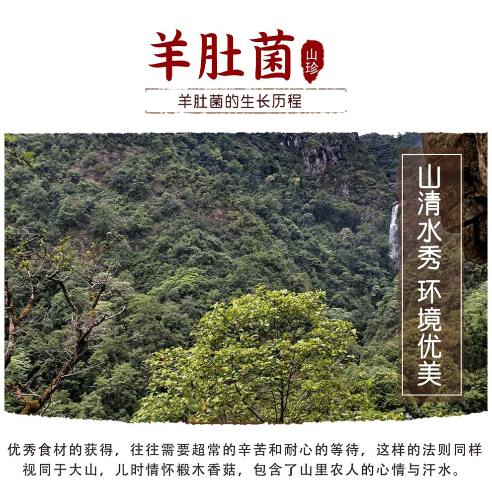 羊肚菌_03