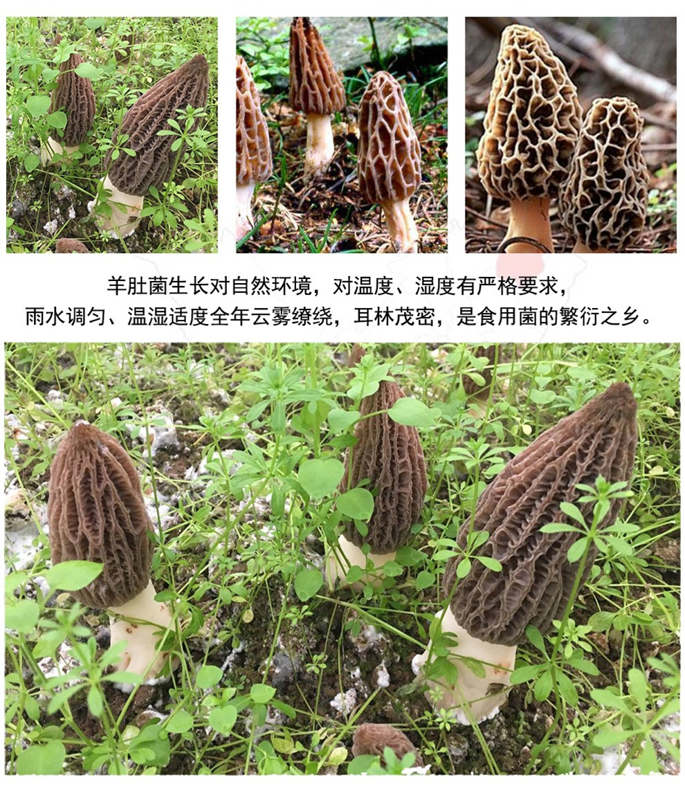 羊肚菌_04
