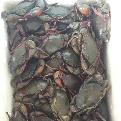 【长期供应】鲜活昆明红膏蟹 孟加拉膏蟹 昆明发货酒店专业配送图5