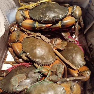 【长期供应】鲜活昆明青蟹肉蟹 孟加拉黑蟹 适用于肉蟹煲香辣蟹图3