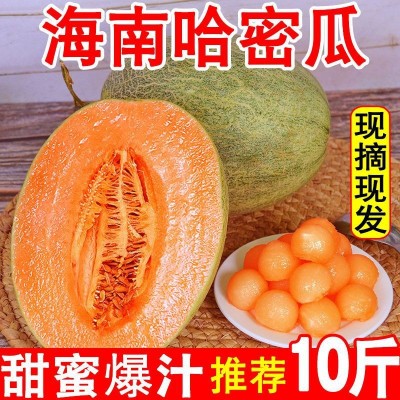哈密瓜批发【推荐】海南新鲜水果西州蜜网纹甜瓜当季晓密一件代发图3