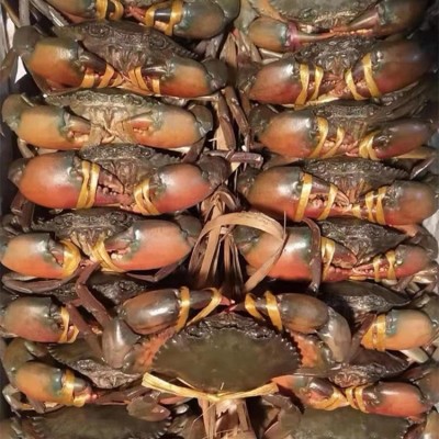 【长期供应】缅甸鲜活大青蟹肉蟹各规格都有适用于香辣蟹20kg起批图4