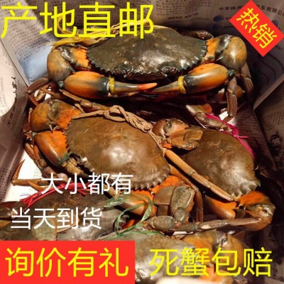 【长期供应】缅甸鲜活大青蟹肉蟹各规格都有适用于香辣蟹20kg起批