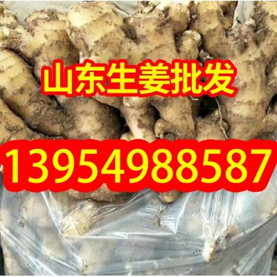 厂家直供 生姜山东生姜基地常年供应老姜 面姜 嫩姜品种 全国发货图5