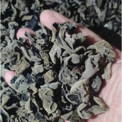黑木耳1.3规格3-5规格 批发黑木耳椴木大碗耳基地批发走量木耳干图4