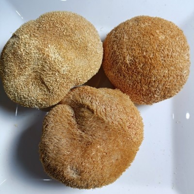 福建古田 猴头菇刺猬菌批发 猴头菌煲汤食材菌菇干货批发猴菇散货图3