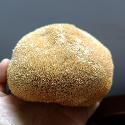 福建古田 猴头菇刺猬菌批发 猴头菌煲汤食材菌菇干货批发猴菇散货图4