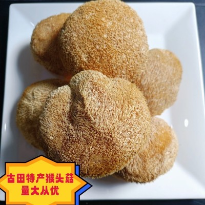 福建古田 猴头菇刺猬菌批发 猴头菌煲汤食材菌菇干货批发猴菇散货