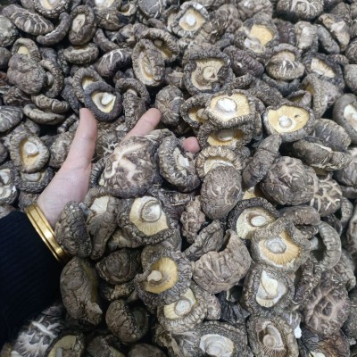福建古田精选3-4规格花菇人工挑选产地厚菇农家新鲜干花菇土特产图2