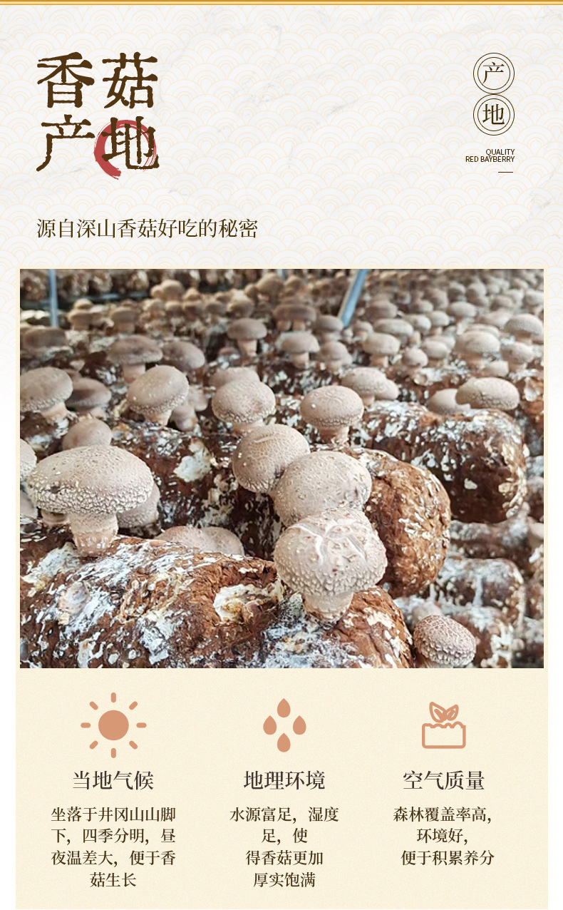 香菇_06.jpg