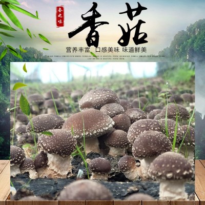 奁之味 新鲜香菇 鲜菇菌类新鲜现采香菇 厂家大量批发