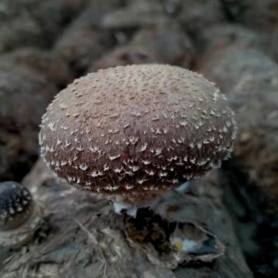 奁之味 新鲜香菇 鲜菇菌类新鲜现采香菇 厂家大量批发图4