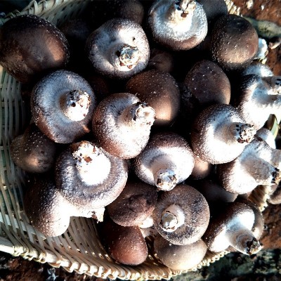 奁之味 新鲜香菇 鲜菇菌类新鲜现采香菇 厂家大量批发图5