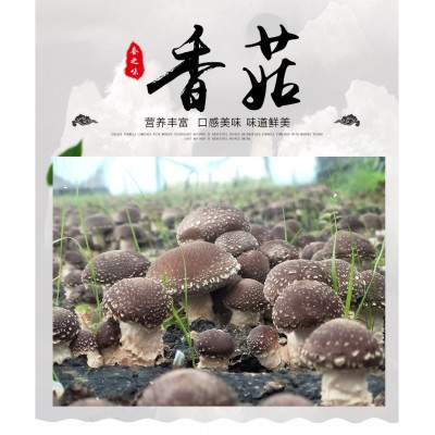【加工】 新鲜香菇 鲜菇菌类新鲜现采香菇 厂家大量批发图3