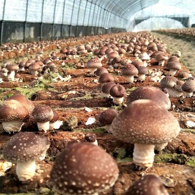 【加工】 新鲜香菇 鲜菇菌类新鲜现采香菇 厂家大量批发图4