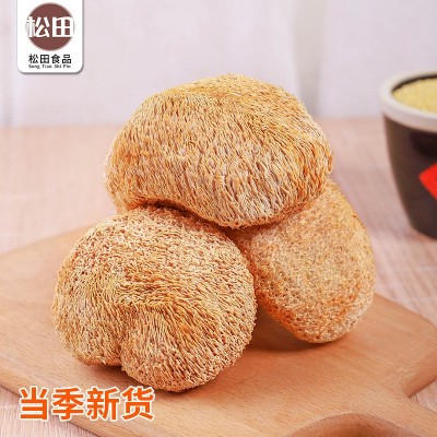古田食用菌猴头菇 剪脚肉厚长毛煲汤农家猴头菌 磨粉原料源头批图3