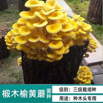 香菇木耳平菇椴木菌种母种原种种子栽培种木头上种蘑菇食用菌袋装图2