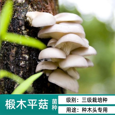 香菇木耳平菇椴木菌种母种原种种子栽培种木头上种蘑菇食用菌袋装图3