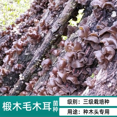 香菇木耳平菇椴木菌种母种原种种子栽培种木头上种蘑菇食用菌袋装图4