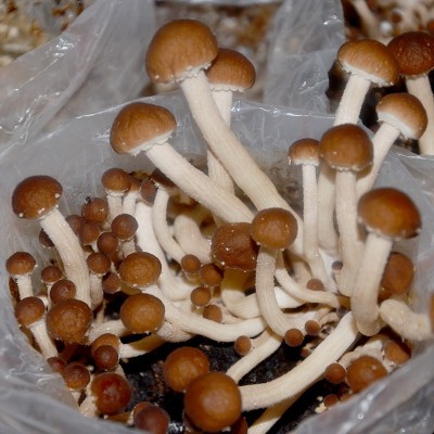 批发茶树菇食用菌种菌包菌棒阳台室内趣味蘑菇种蘑菇多肉植物图4