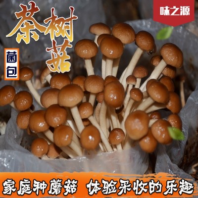 批发茶树菇食用菌种菌包菌棒阳台室内趣味蘑菇种蘑菇多肉植物