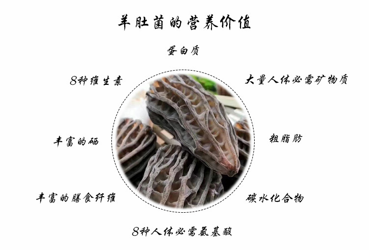 羊肚菌生长环境
