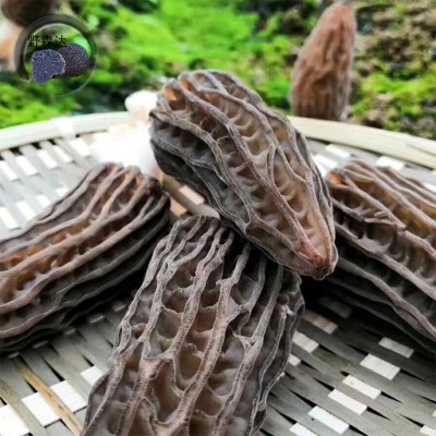 新鲜羊肚菌 云南特产羊肚菌 山珍食用菌直供产地 羊肚菜 鲜羊肚菌图2