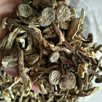 田源【产地直批】鹿茸菌 供应酒店食材 炖炒500克