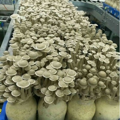 田源【产地直批】鹿茸菌 供应酒店食材 炖炒500克图4