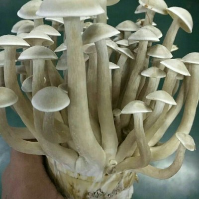 田源【产地直批】鹿茸菌 供应酒店食材 炖炒500克图2