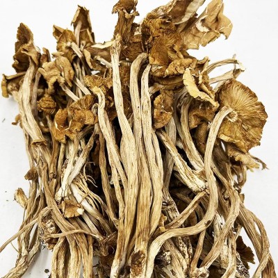 古田开伞茶树菇500g土杨树菇食用菌干货批发餐饮商用柳松菇现货图4
