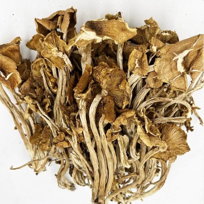 古田开伞茶树菇500g土杨树菇食用菌干货批发餐饮商用柳松菇现货图2