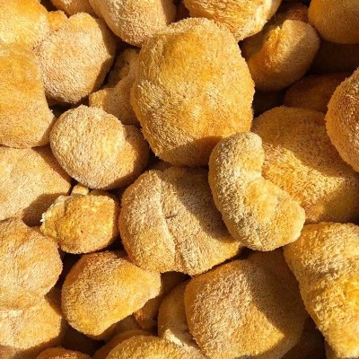 产地直供古田猴头菇500g食用猴头菌散装新鲜刺猬菌干菌菇现货批发图4