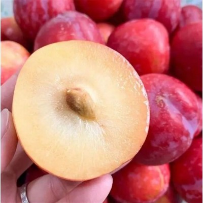 陕西当季李子（红布林）5斤包邮！现摘先发！品质保证！图5