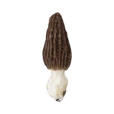 产地批发种植食用菌 新货羊肚菌批发 新鲜羊肚菌图5