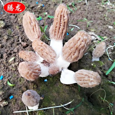 产地批发种植食用菌 新货羊肚菌批发 新鲜羊肚菌图3