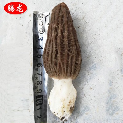 自家种植基地低价供应餐饮生鲜 食用菌 鲜羊肚菌图3