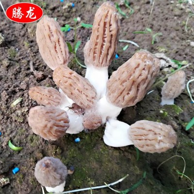 个头均匀供应酒店新鲜羊肚菌 食用菌餐饮生鲜羊肚菌图4