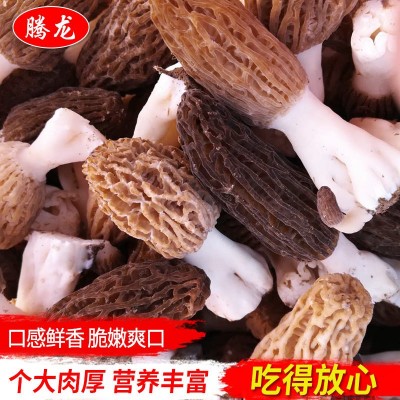 新鲜羊肚菌食用菌散装 带柄剪柄干羊肚菌批发 菌菇干货食材
