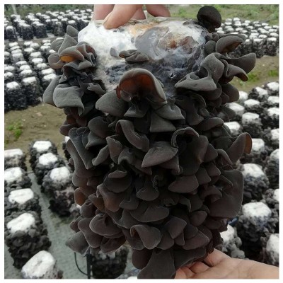 东北特产干货西丰秋木耳批发 500g散装黑山菜无根无筋干木耳图4