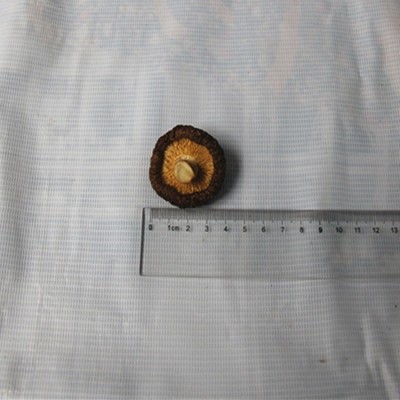远安特产楚蕈500g散装新货肉厚鲜嫩冬菇100斤基地直批图5