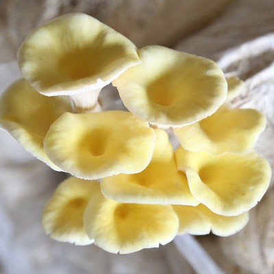 榆黄菇食用菌 菌袋6斤两头出菇家庭种植蘑菇菌包榆黄菇菌棒图3