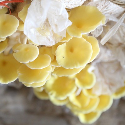 榆黄菇食用菌 菌袋6斤两头出菇家庭种植蘑菇菌包榆黄菇菌棒图2