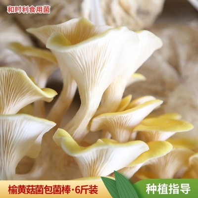 榆黄菇食用菌 菌袋6斤两头出菇家庭种植蘑菇菌包榆黄菇菌棒图1
