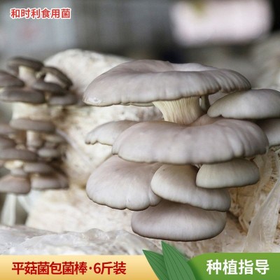 基地现货新鲜平菇菌棒菌包6斤装四季种植皆可 平菇菌棒蘑菇菌棒图1