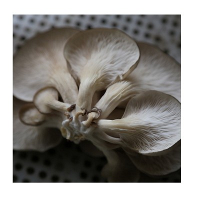 基地现货新鲜平菇菌棒菌包6斤装四季种植皆可 平菇菌棒蘑菇菌棒图5