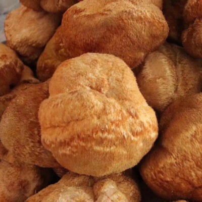批发东北特产食用菌猴头菇（高 中 底 档）全国发货支持一件代发图2