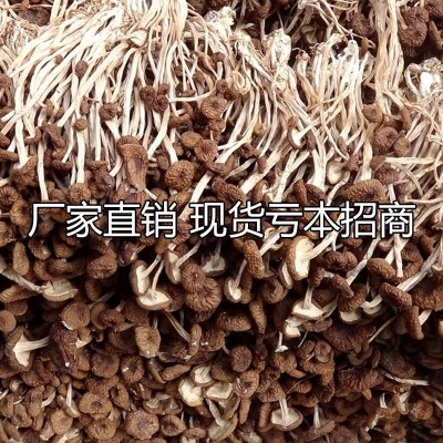 不开伞茶树菇干货250g装新货香嫩干茶树菇干货特产批发